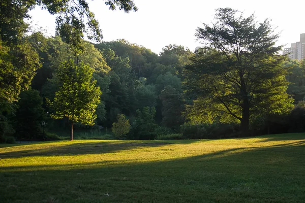 Yaz aylarında çim Tarlası ve ağaçları