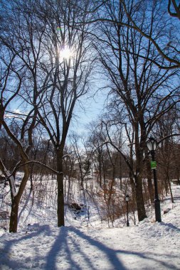 Ağaçlar ve kar mavi gökyüzü ile gölge