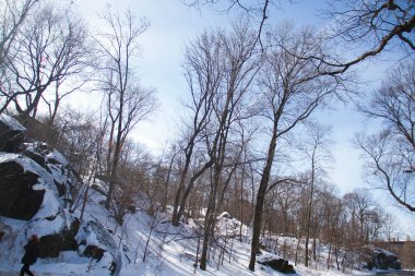 Büyük ve uzun ağaçlar yolun için kışın viraj.