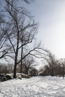 Kış aylarında yaprakları olmayan kar ve ağaçlar