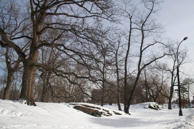 Kar, elektrik direğine ve ağaçlar kışın yaprakları olmadan