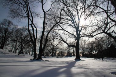 Ağaçlar, kar ve binalar gölge güneş ışıkları