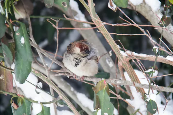 Kleiner Vogel bleibt bei Schnee auf Ast — Stockfoto