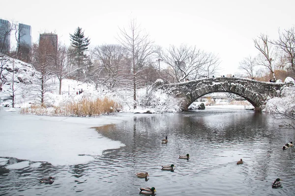Gapstow brug en eend in het ijskoude water in Central Park — Stockfoto