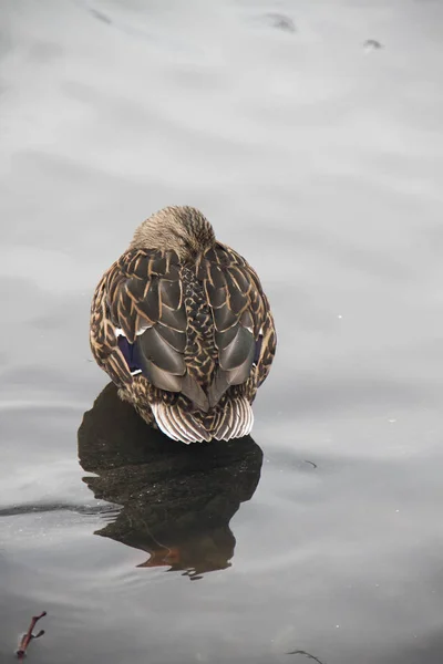 Ördek yansıtıcı gölde uyur