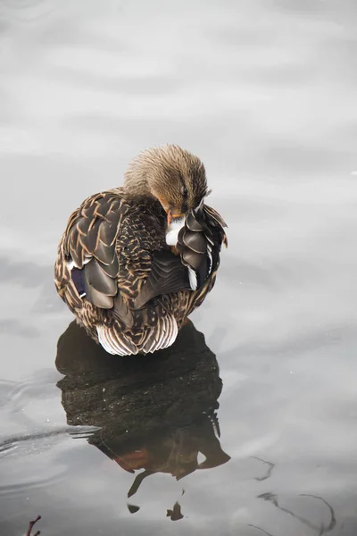 Ördek geri gölde bak