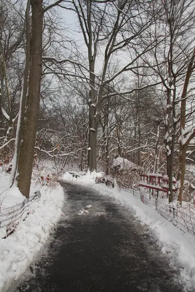 Gångväg med snö och träd — Stockfoto
