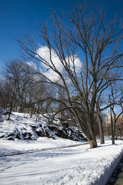 Alberi su neve e costruzione con cielo blu — Foto Stock