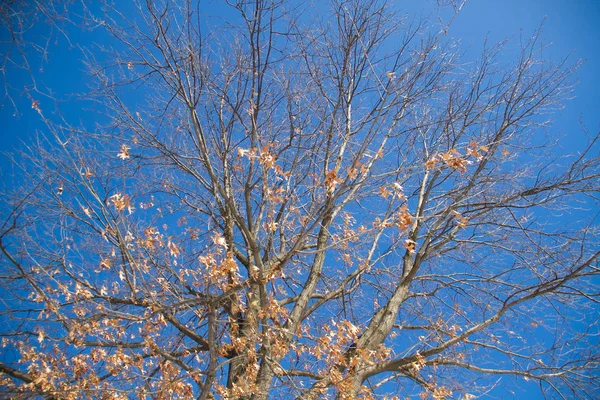 Grenar av träd på vintern med blå himmel — Stockfoto