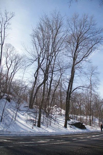 Långa träd böja till vägen i vinter — Stockfoto