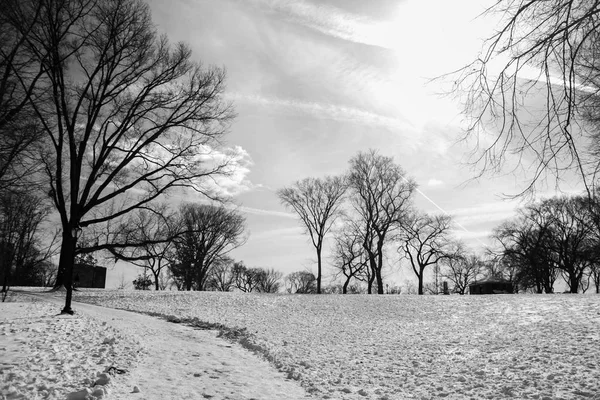 Black and white picture style of trees and snow with the sun in winter