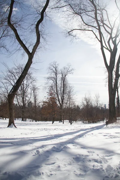 Sombra de árbol sobre nieve con cielo azul — Foto de Stock