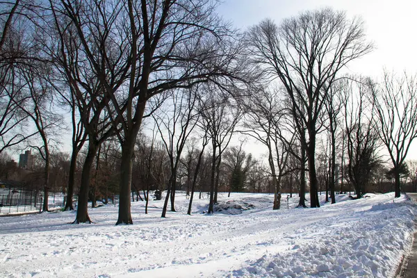 Snö och träd i park — Stockfoto