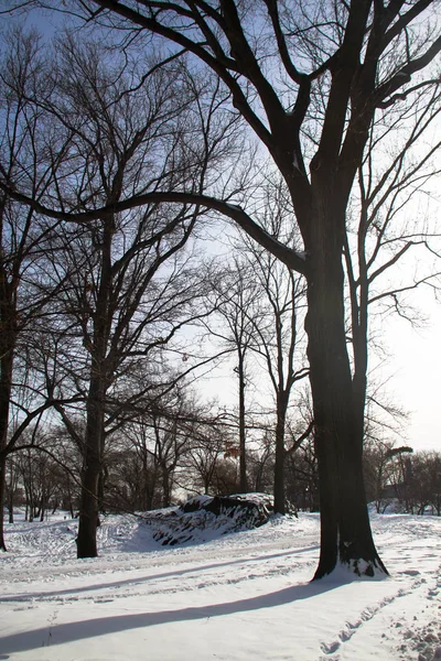 Proyectar sombra de árbol en la nieve — Foto de Stock