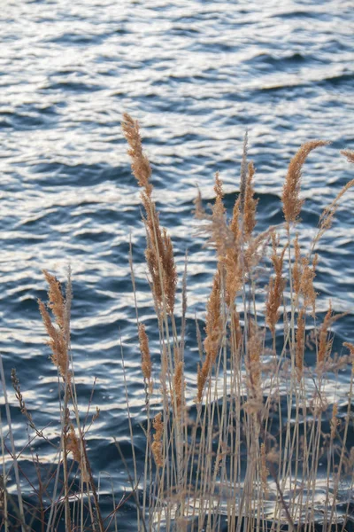 Su kenarında uzun boylu bitkiler büyümek