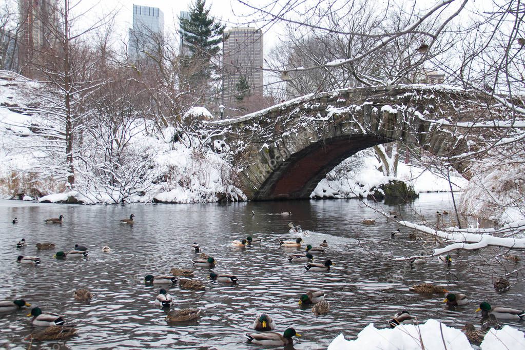 Gapstow bridge over the lake with snow and ducks at Central Park, New York