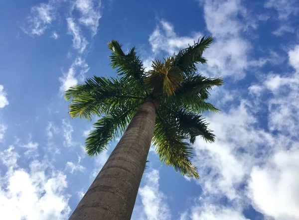 Palmy z pochmurnego nieba niebieski w widoku perspektywicznym, Florida — Zdjęcie stockowe