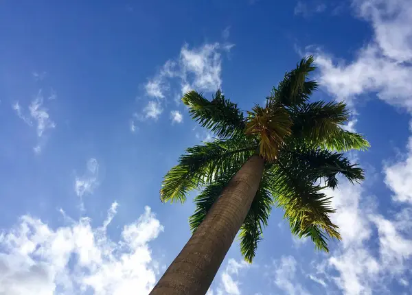 Palmy z pochmurnego nieba niebieski, Florida — Zdjęcie stockowe