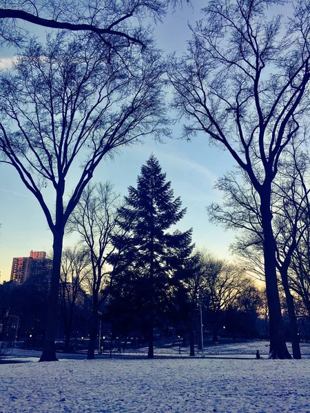 Árboles en la nieve en estilo vintage en Central Park, Nueva York — Foto de Stock