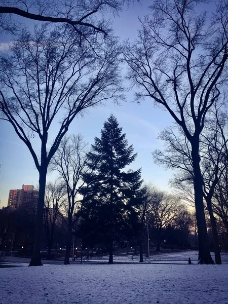 Árbol y nieve en Central Park en estilo vintage de color azul, Nueva York — Foto de Stock