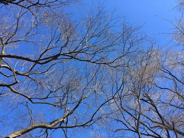 Geen bomen bladeren met duidelijk blauwe hemel — Stockfoto