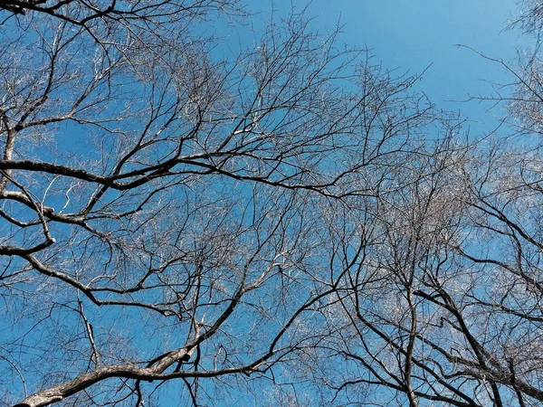 Keine Blätter Bäume mit verblasstem blauen Himmel — Stockfoto