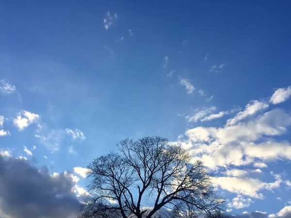 Silueta de ramas con cielo azul nublado — Foto de Stock