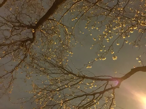 Ramos com flores florescentes à noite e luz — Fotografia de Stock