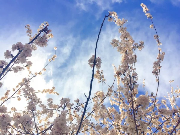 Kwiat wiśni gałęzi z pochmurnego nieba niebieski — Zdjęcie stockowe