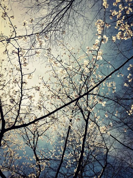 Cherry blossom branches with dark blue vintage style — Stock Photo, Image
