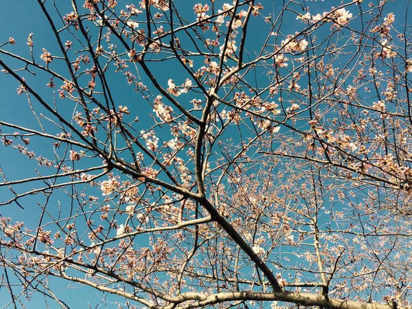 Kirschblütenzweige im Vintage-Stil — Stockfoto