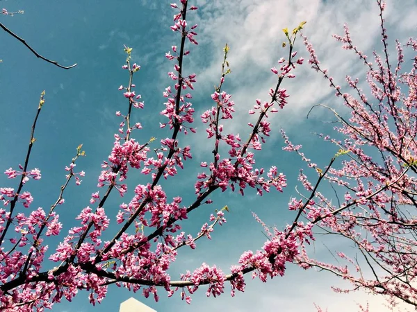 Rózsaszín virágok, ágak, évjárat, kék sky — Stock Fotó