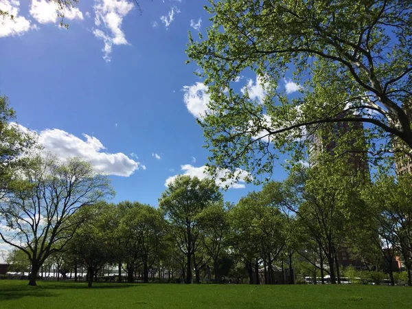 Green field and trees with blue sky and buildings at Battery park