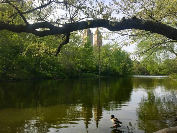 Canard sur l'eau et les arbres à Central Park et les bâtiments à Manhattan à la fin du printemps — Photo