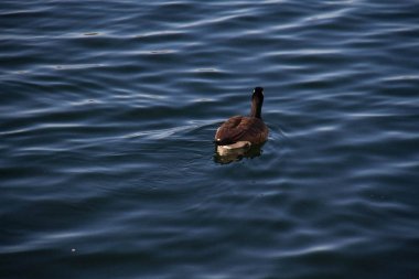 Kaz su sakinleştirici üzerinde siyah olur