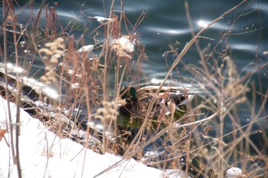 Kar ve bulanık ön plan ile göl sakinleştirici üzerinde ördek