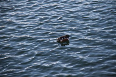 Ördek Gölü sallayarak üzerinde uyuyor