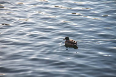 Göl sakinleştirici ışığa ördek yüzüyor