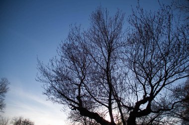 Akşam gökyüzü ile ağaç siluet