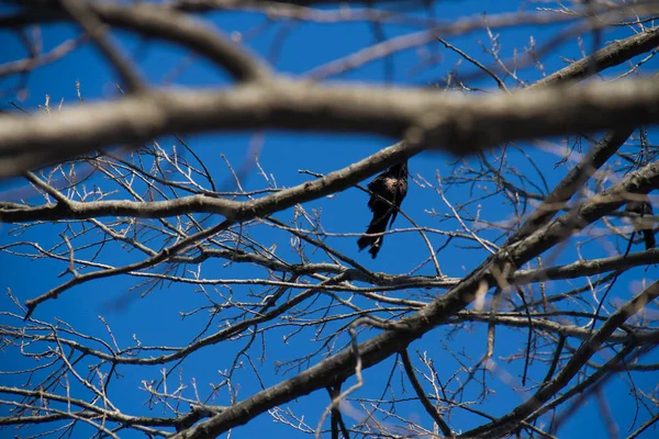 Pássaro preto pendura em pequeno ramo com céu azul — Fotografia de Stock