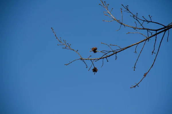 Kleiner Zweig ohne Blätter und blauer Himmel — Stockfoto