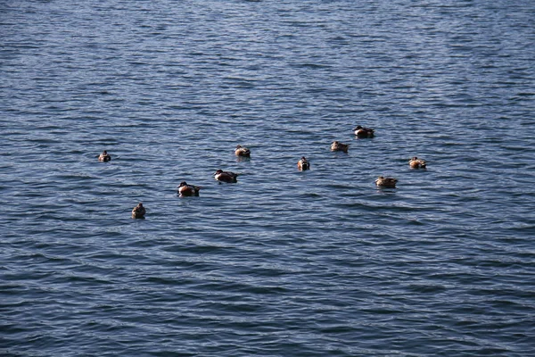 Troupeau Canards Sur Lac — Photo