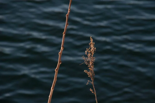 Dried branch next to water — Stock Photo, Image
