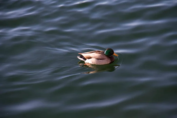 Canard sur fond flou lac apaisant — Photo