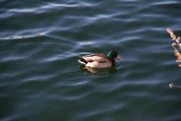 A duck floating on calming lake