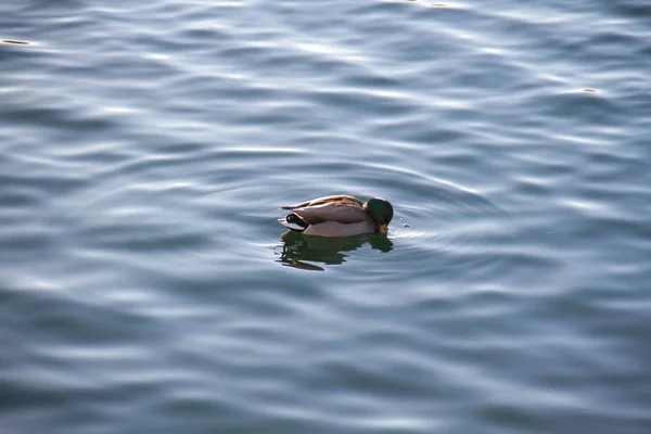 Canard mis une tête dans l'eau — Photo