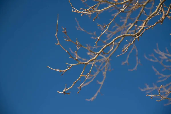 Keine Blätter Zweige mit klar blauem Himmel im Winter — Stockfoto