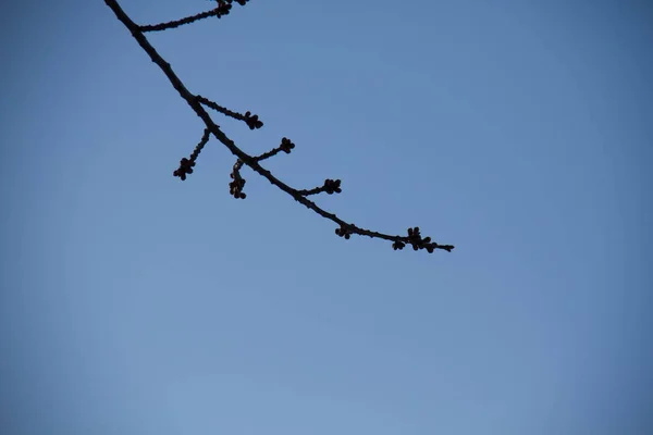 Silhouette Zweig mit blauem Himmel Hintergrund — Stockfoto