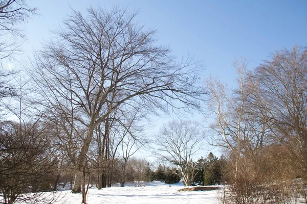 Träd Med Snö Park Och Klart Himmel — Stockfoto