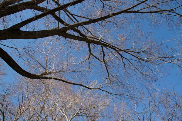 Keine Blätter Zweige Mit Blauem Himmel — Stockfoto